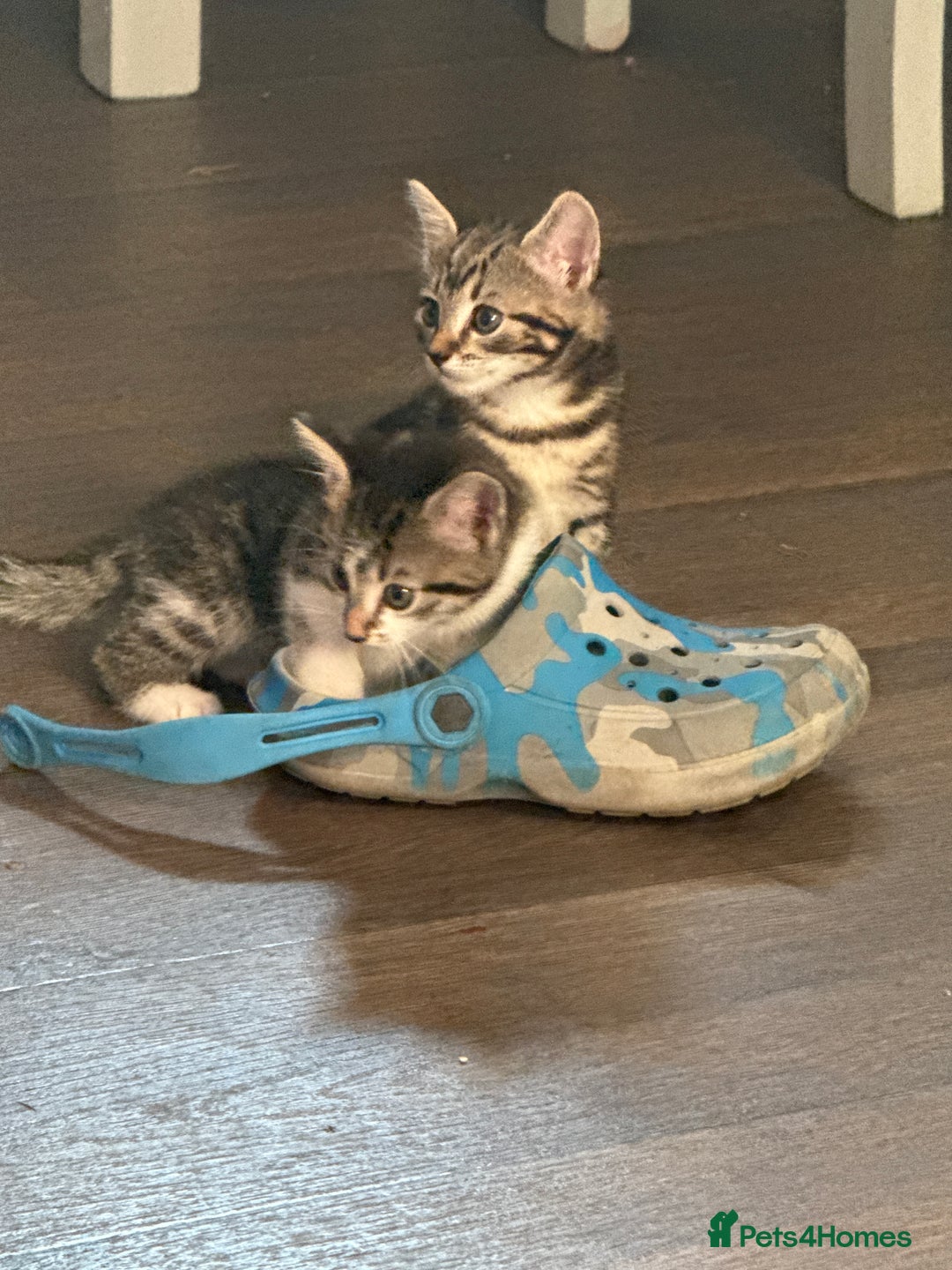Domestic Shorthair cats for sale: 3 beautiful tabby females  - Image 11