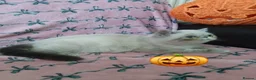 Exotic cats for sale: EXCEPTIONAL PERSIAN EXOTIC KITTENS  - Advert 19