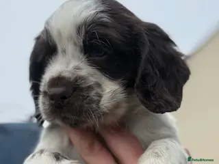 Cocker Spaniel dogs Gorgeous KC reg, working cocker spaniel pups - Advert 15