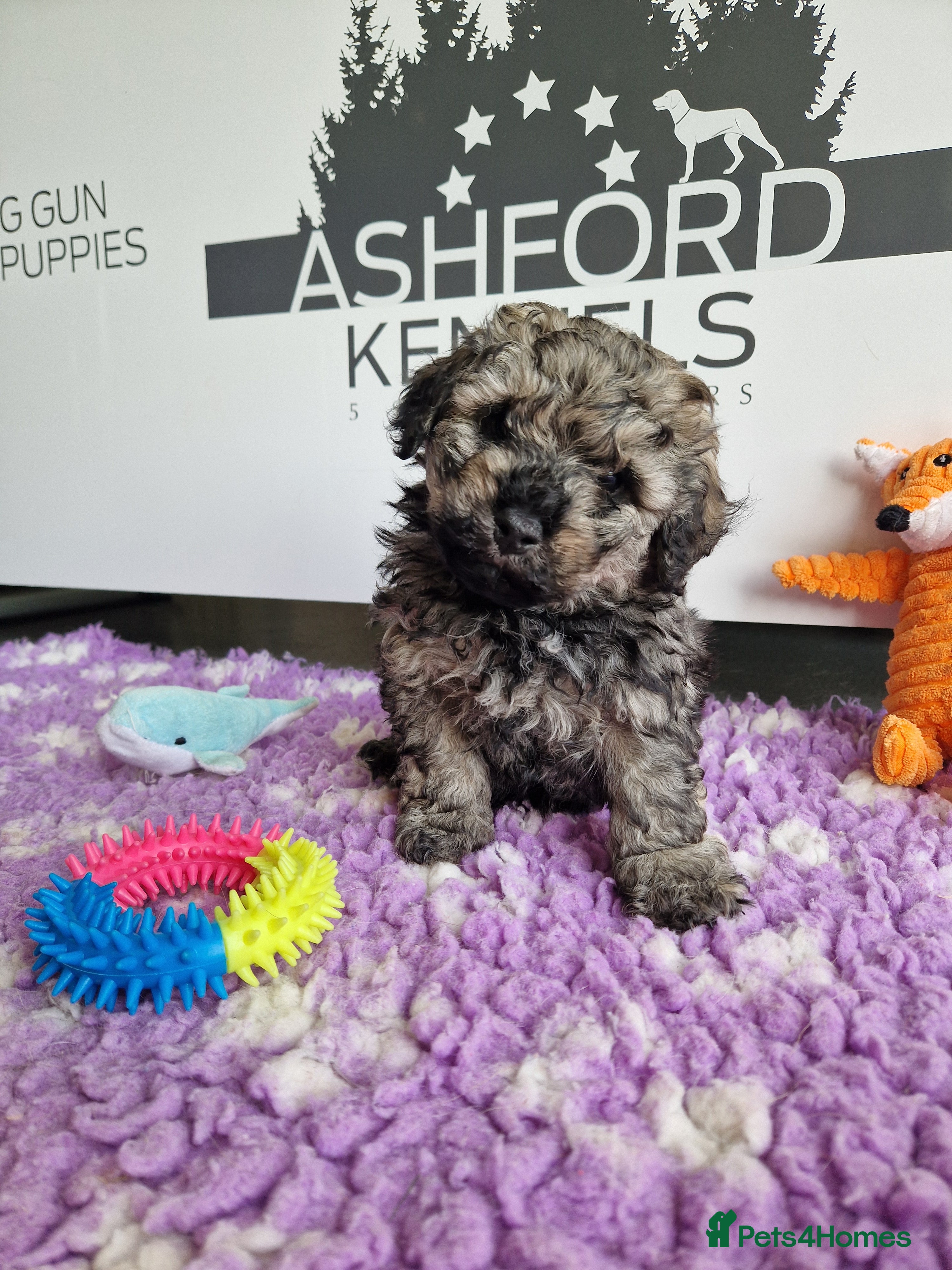 Poochon dogs 💥LAST RARE COLOUR PHANTOM/CARRIER F1 POOCHONS 💥 - Advert 1