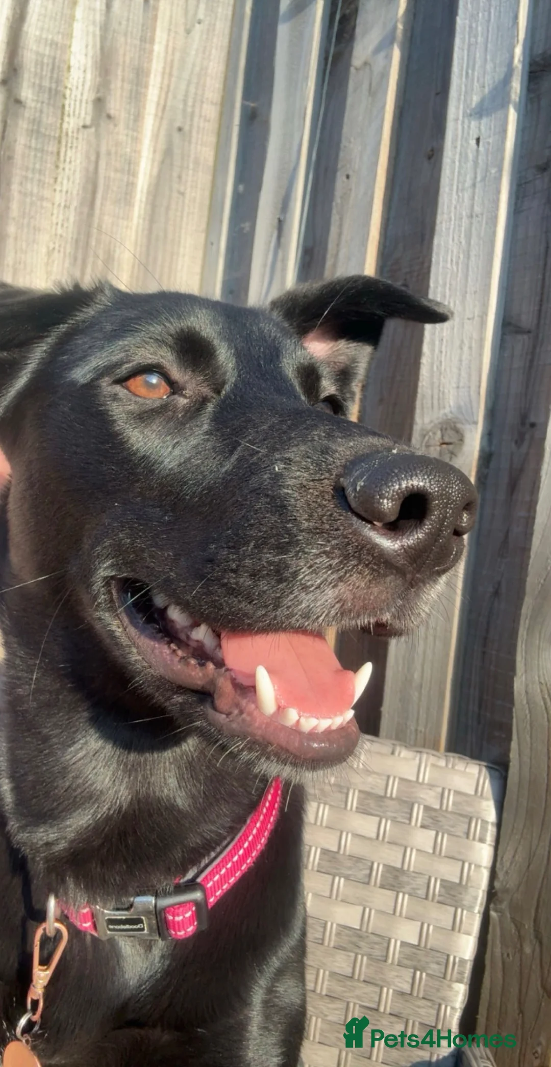 Mixed Breed dogs for sale: Storm (Labsky) in Spalding - Advert 2