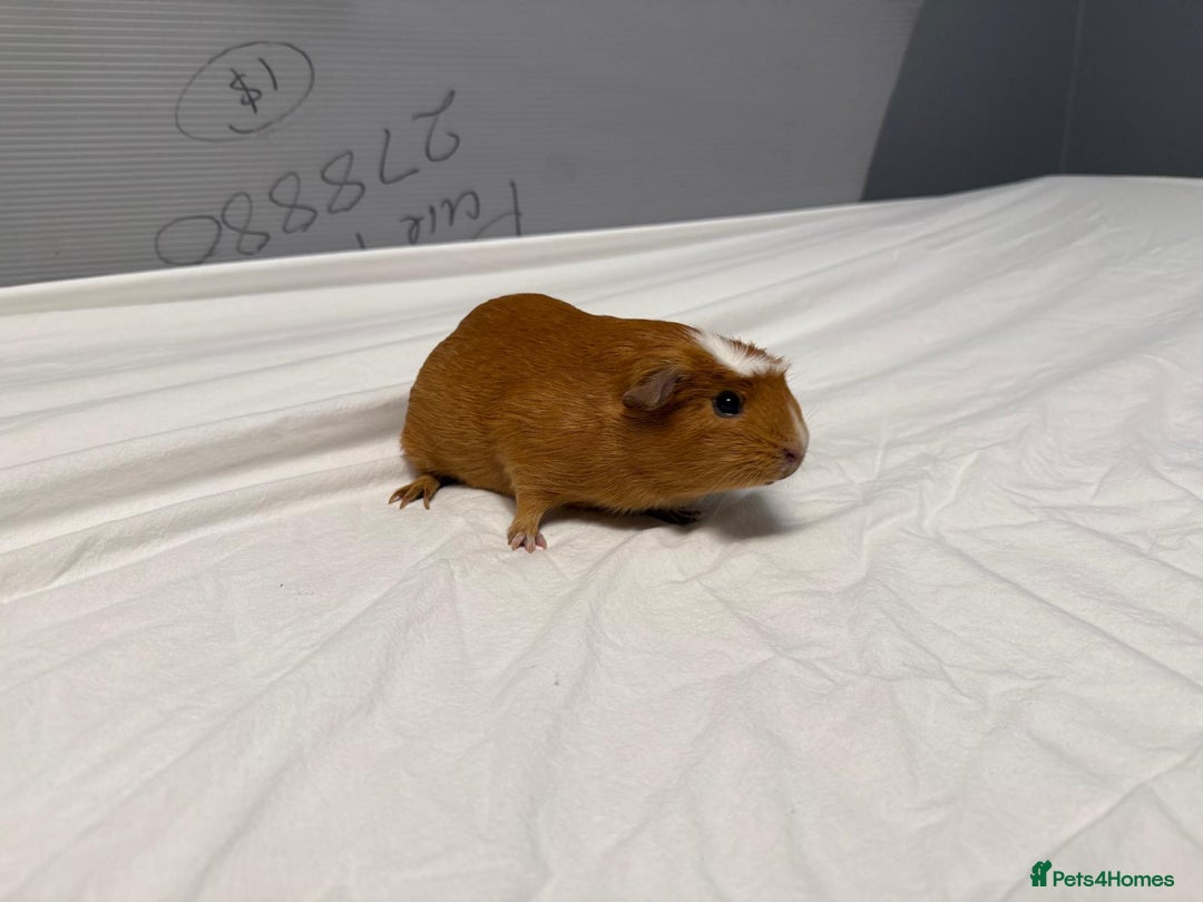 Guinea Pig rodents for sale: 2 MALES GUNEA PIGS WITH CAGE - Advert 5
