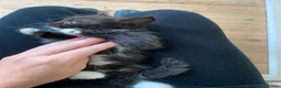 Mixed Breed cats for sale: Beautiful Maine coone X Siberian babies for sale - Advert 8