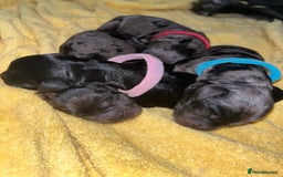 Cockapoo dogs for sale: F1B Cockapoos🐶 - Image 9