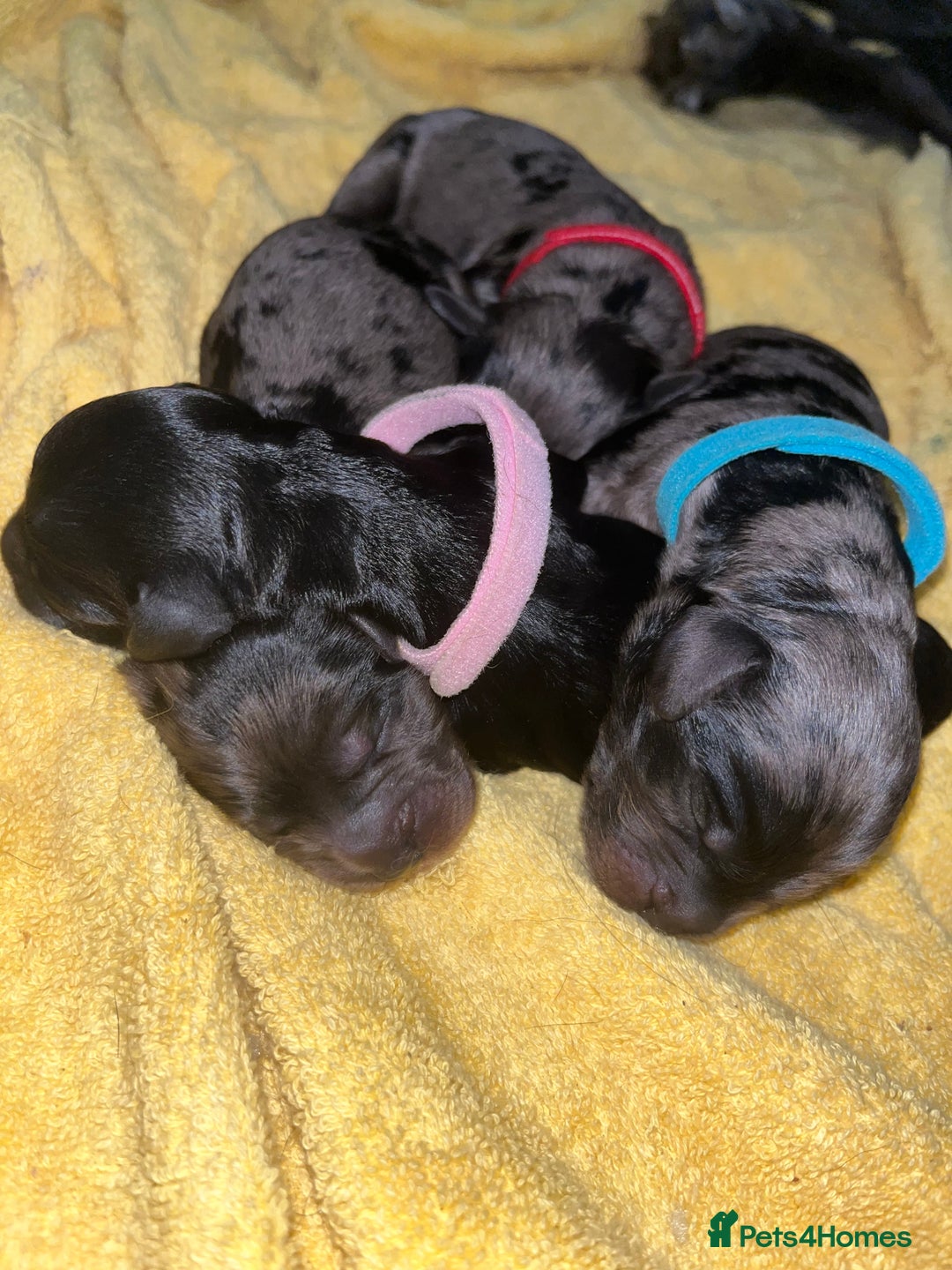 Cockapoo dogs for sale: F1B Cockapoos🐶 - Image 9