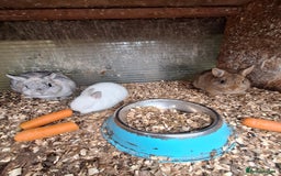 Netherland Dwarf rabbits for sale: 4 baby Netherland dwarf rabbits for sale £50 each  - Image 10