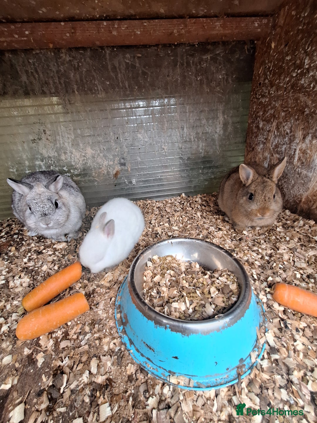 Netherland Dwarf rabbits for sale: 4 baby Netherland dwarf rabbits for sale £50 each  - Image 10