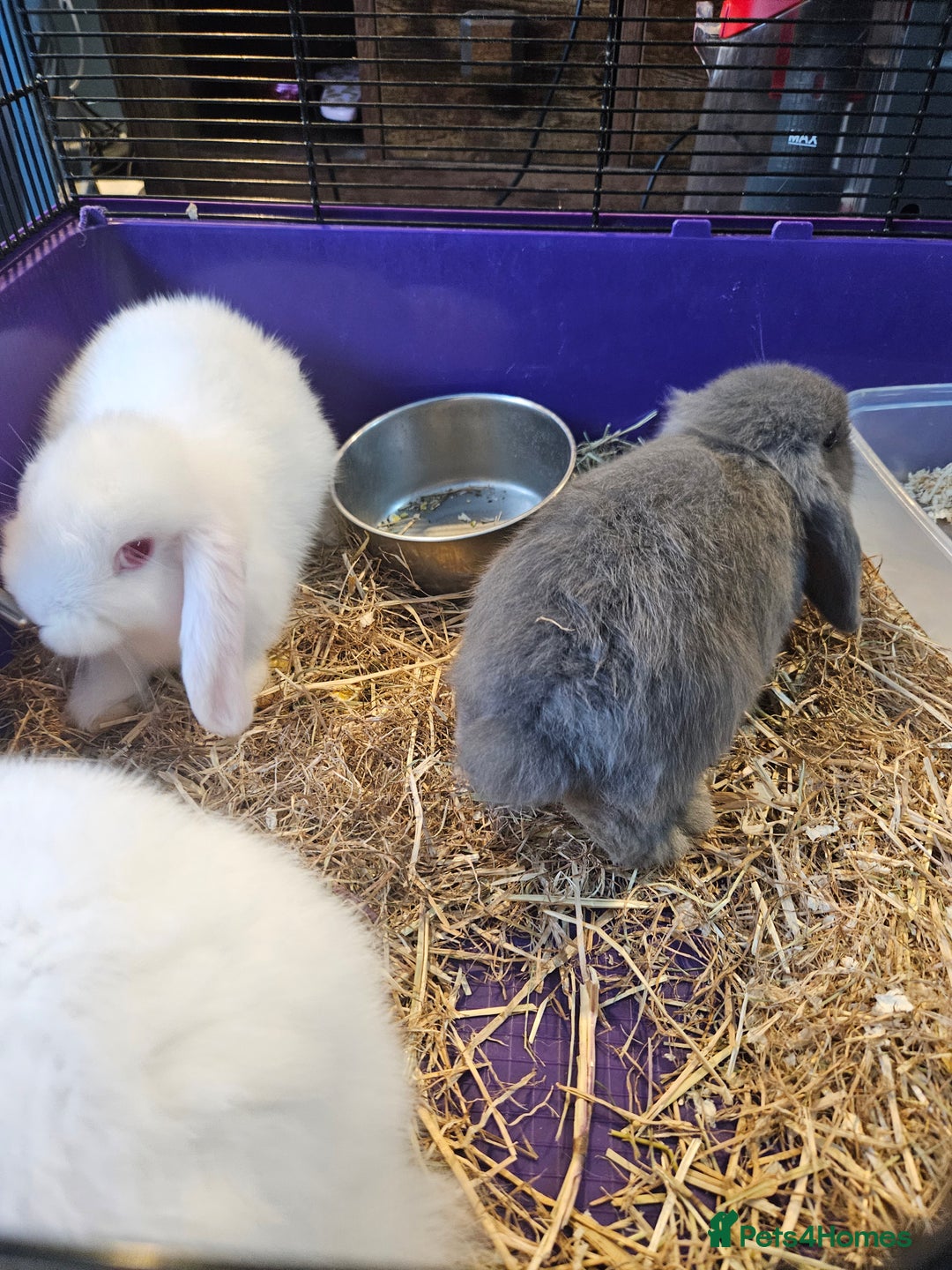 Mini Lop rabbits for sale: 3 x Mini lop baby bunnies/rabbits - Image 5