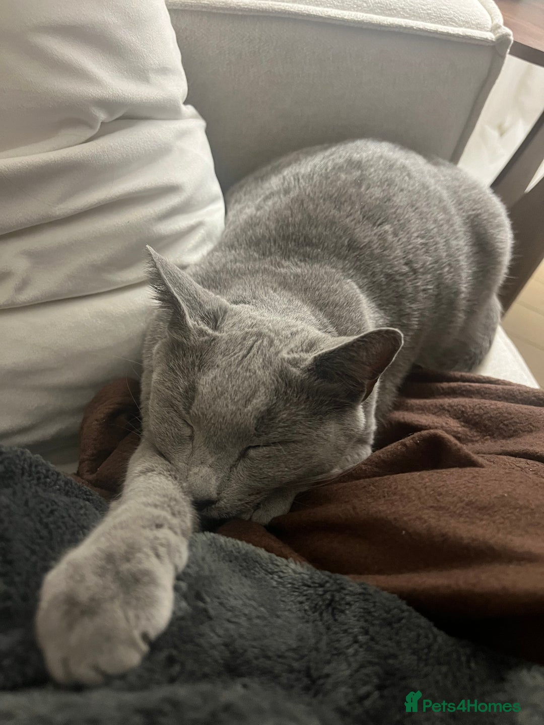 Russian Blue cats for sale: Pedigree Russian Blue Female for sale  - Advert 12