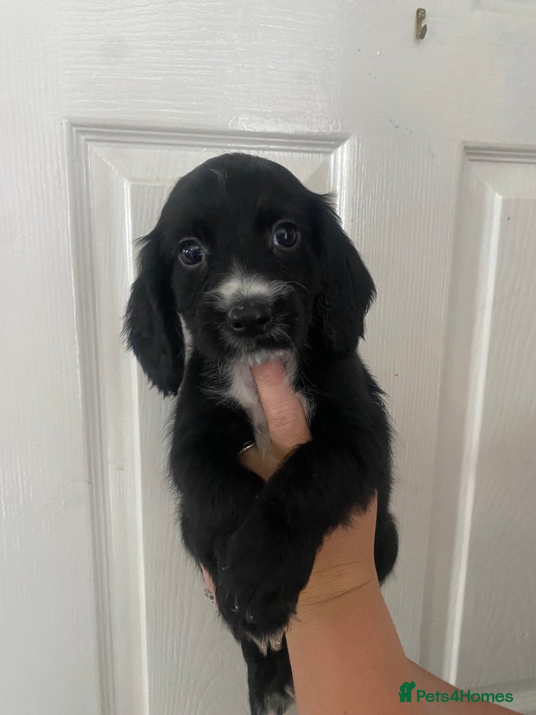 Cocker Spaniel dogs for sale: Merl cocker spaniel puppies  - Image 33