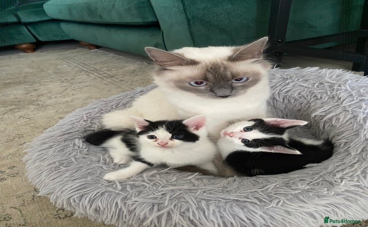 Ragdoll cats - Advert 15