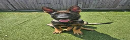 German Shepherd dogs for sale: German Shepherd  - Advert 2