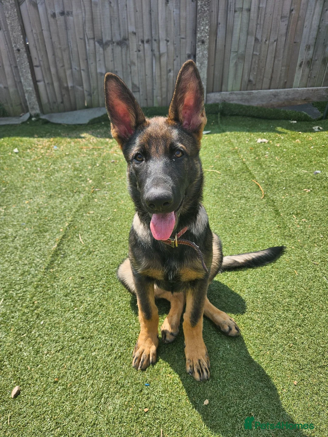 German Shepherd dogs for sale: German Shepherd  - Advert 2