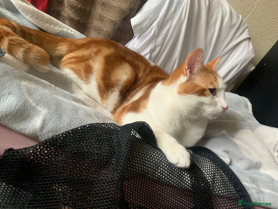 American Shorthair cats for sale: Mia and Oliver - Advert 6