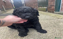 Labradoodle dogs for sale: Multigenrational labradoodle  - Image 6