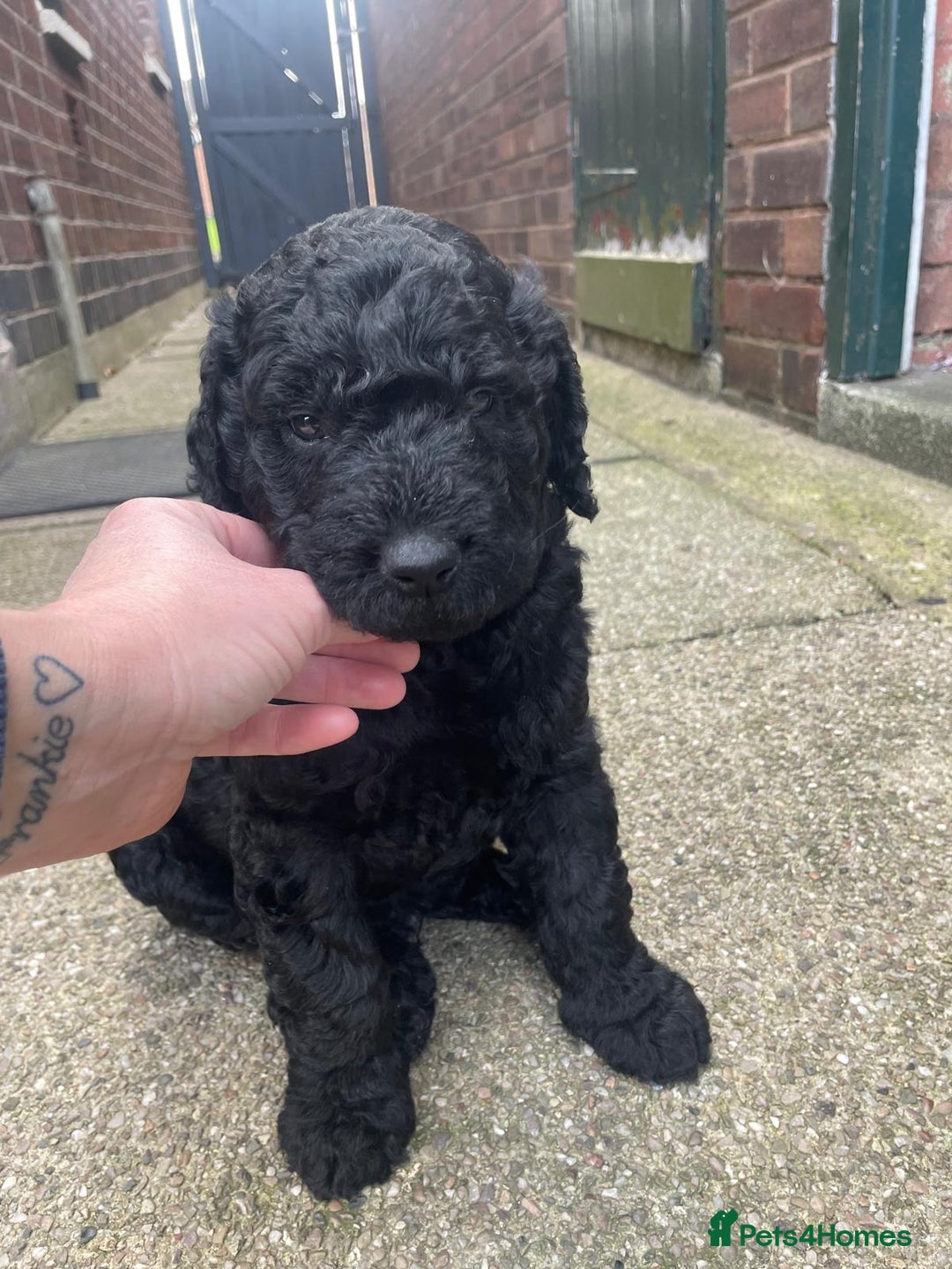 Labradoodle dogs for sale: Multigenrational labradoodle  - Image 6