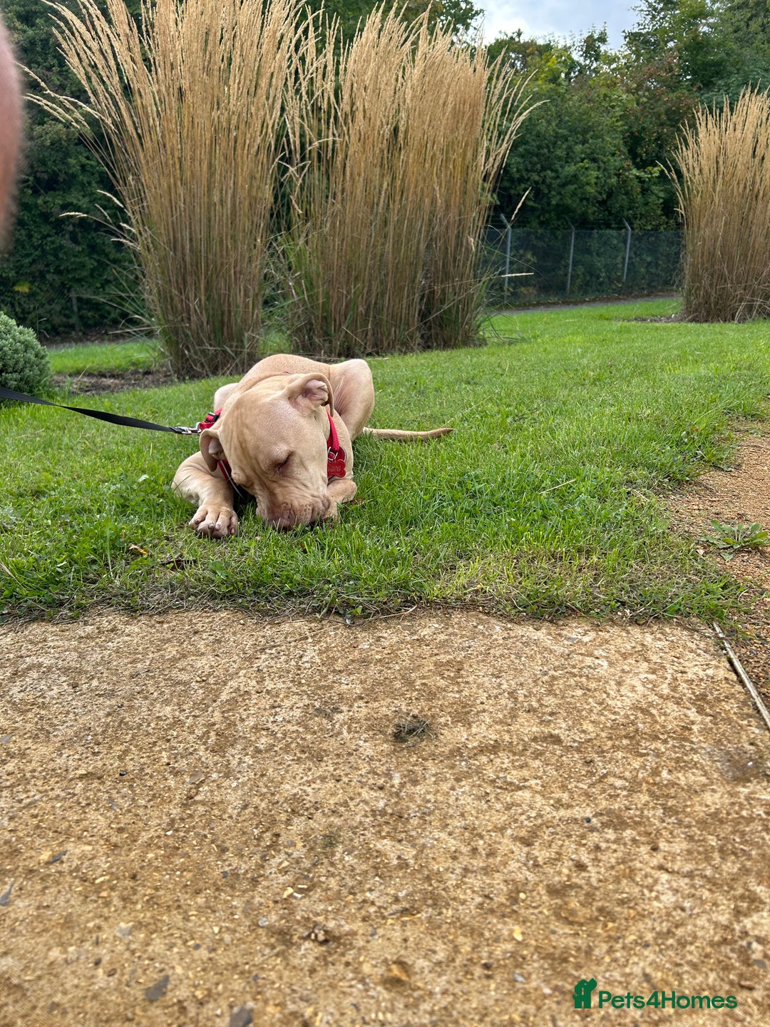 Mixed Breed dogs for sale: Lovely puppy  - Advert 6