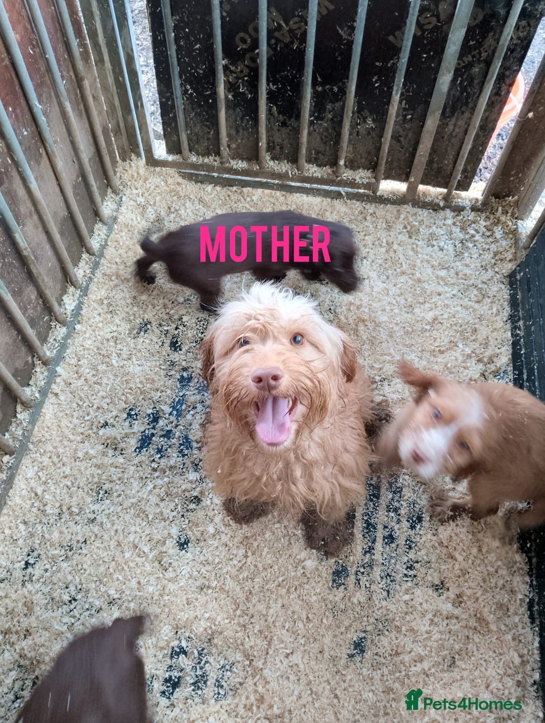 Cockapoo dogs for sale: Cockapoo puppys - Advert 1