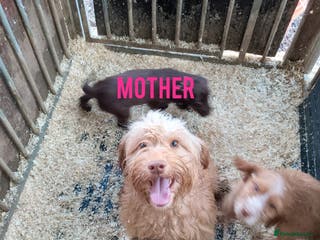 Cockapoo dogs Cockapoo puppys - Advert 14