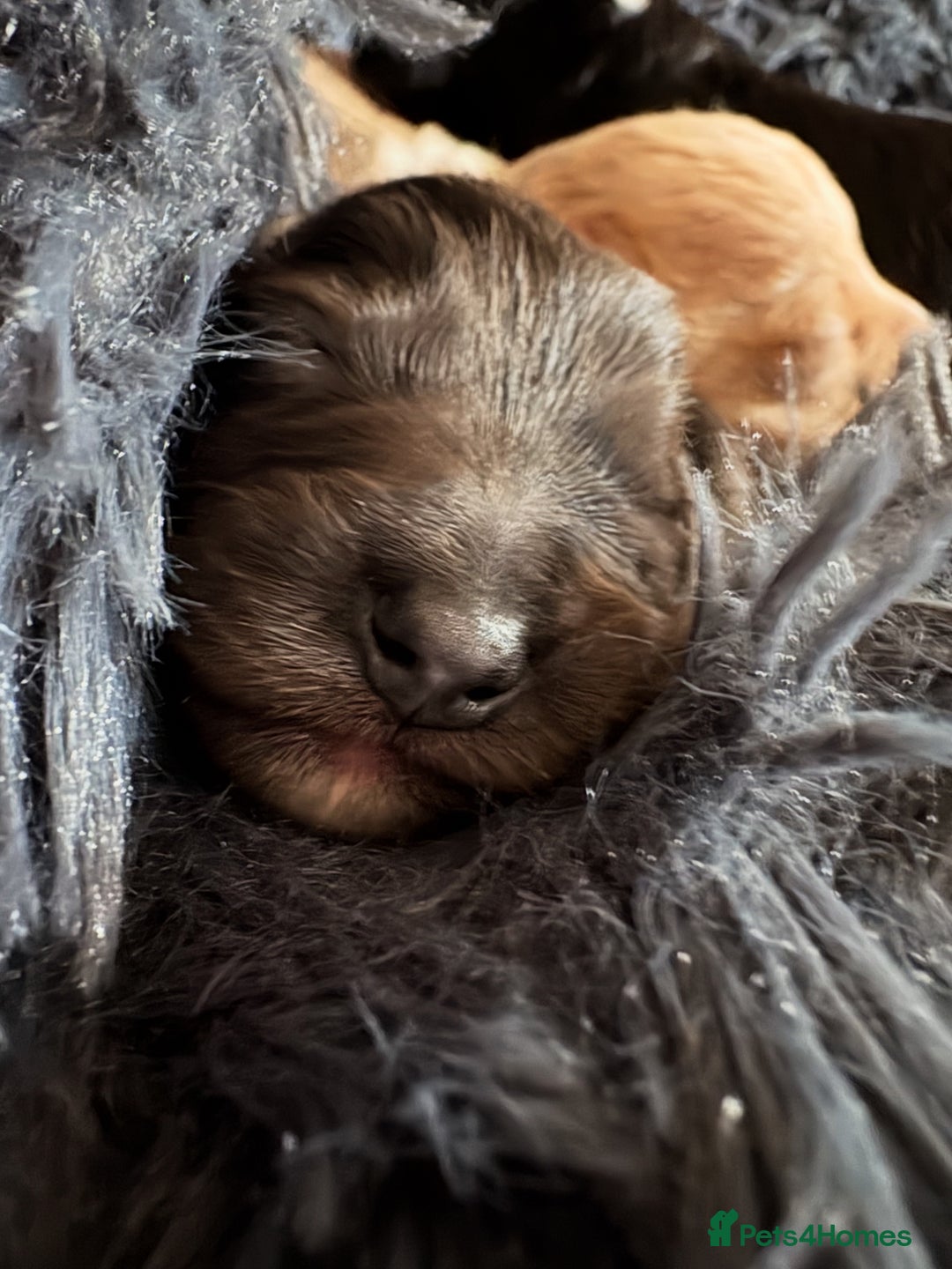 Mixed Breed dogs for sale: Doxiepoos for sale 3 x male 1 x bitch - Image 9