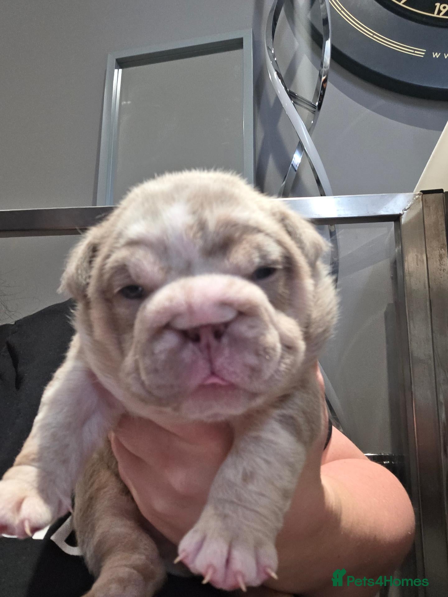 English Bulldog dogs British bulldog pups - Advert 5