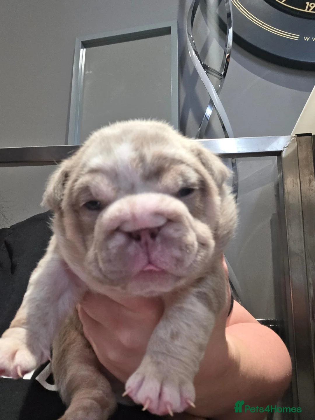 English Bulldog dogs for sale: British bulldog pups - Advert 1