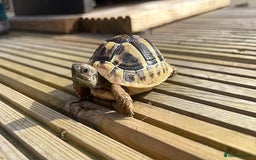 Tortoise reptiles for sale: Hermanns tortoise - Image 3