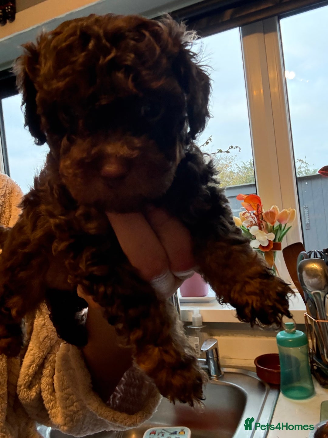 Shihpoo dogs for sale: Adorable F1B Shihpoo puppies ready NOW 🐾🐕🤍 - Image 11