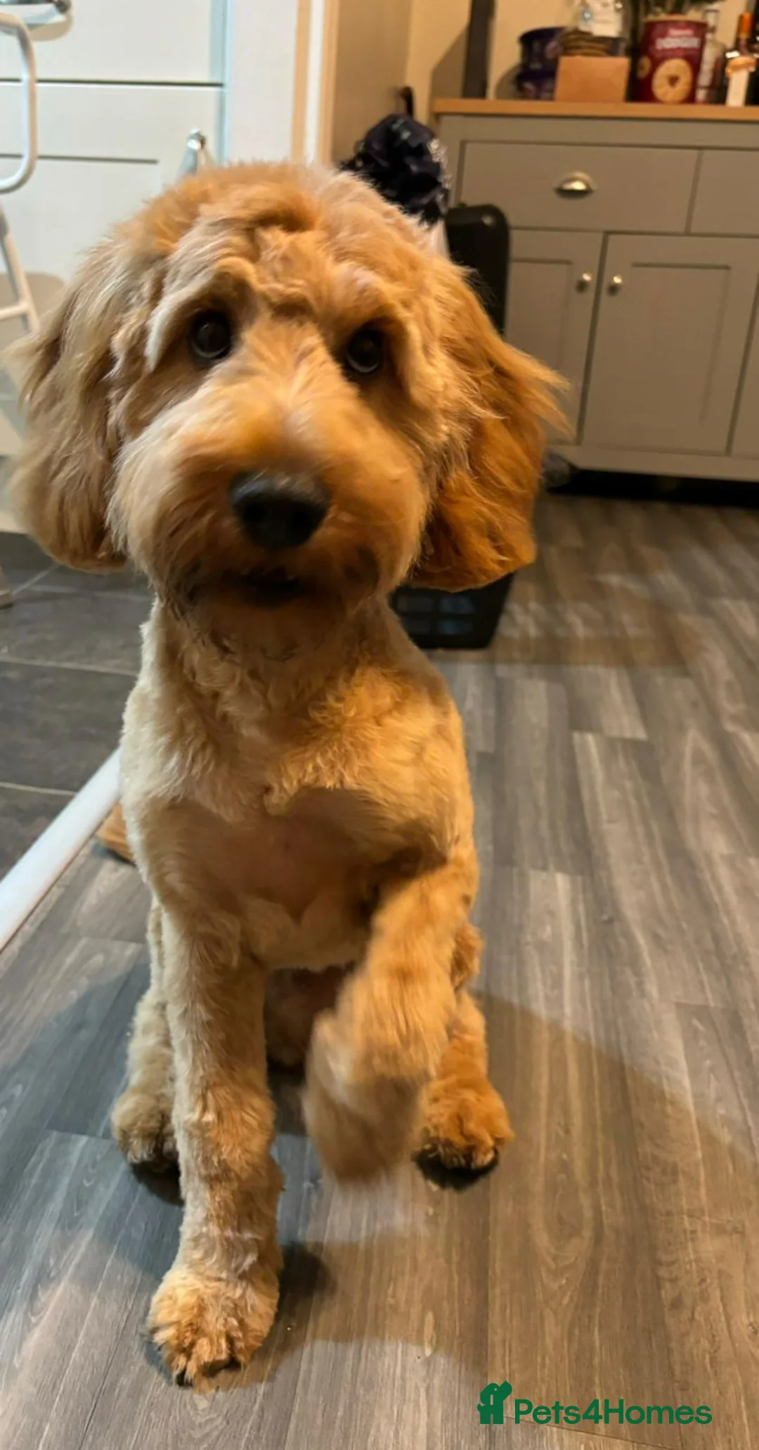 Miniature Poodle dogs for stud: EXTENSIVELY HEALTH TESTED POODLE FOR STUD - Advert 18