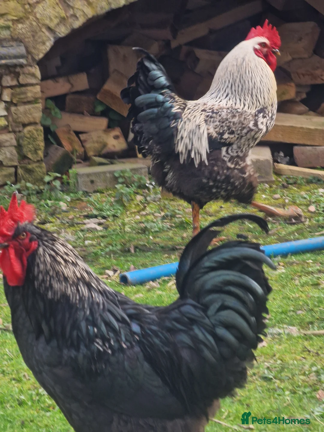 Chickens poultry for sale: Cockerels For Sale - Advert 3