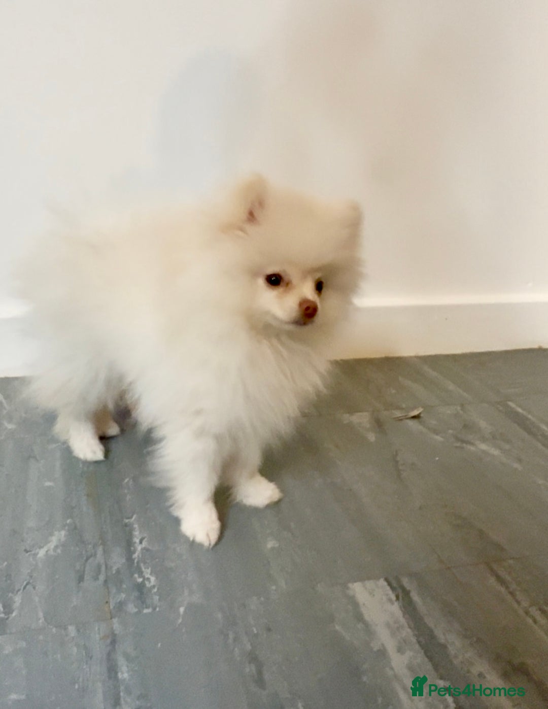 Pomeranian dogs for sale: Pomeranian puppy male - Advert 6