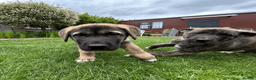 Mixed Breed dogs for sale: Dane Shepherd Puppies in Leamington Spa - Advert 7