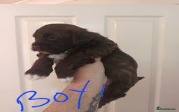 Shihpoo dogs for sale: shihpoo pups - Image 1