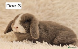 Mini Lop rabbits for sale: Mini Lop Rabbits. Ready to Leave on 29.11.25 - Advert 9