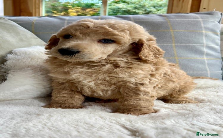 Standard Poodle dogs - Advert 4