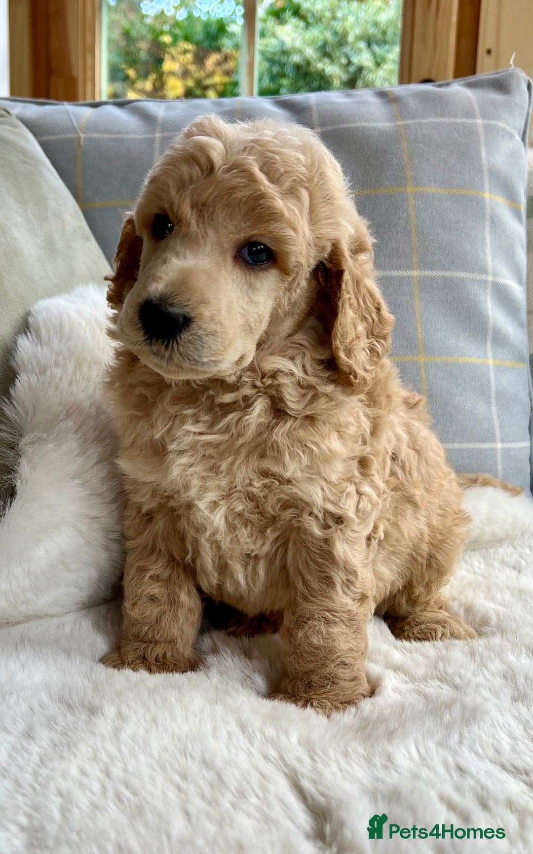 Standard Poodle dogs for sale: KC reg standard poodles  - Image 9