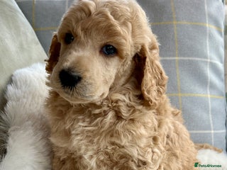 Standard Poodle dogs - Advert 1