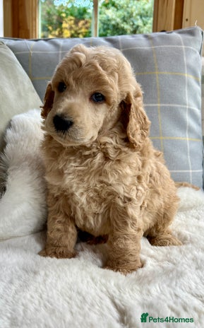 Standard Poodle dogs - Advert 4