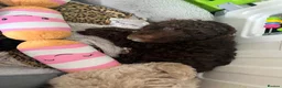 Mixed Breed dogs for sale: Intervariety Brown phantom Male Poodle  in Rugeley - Advert 4