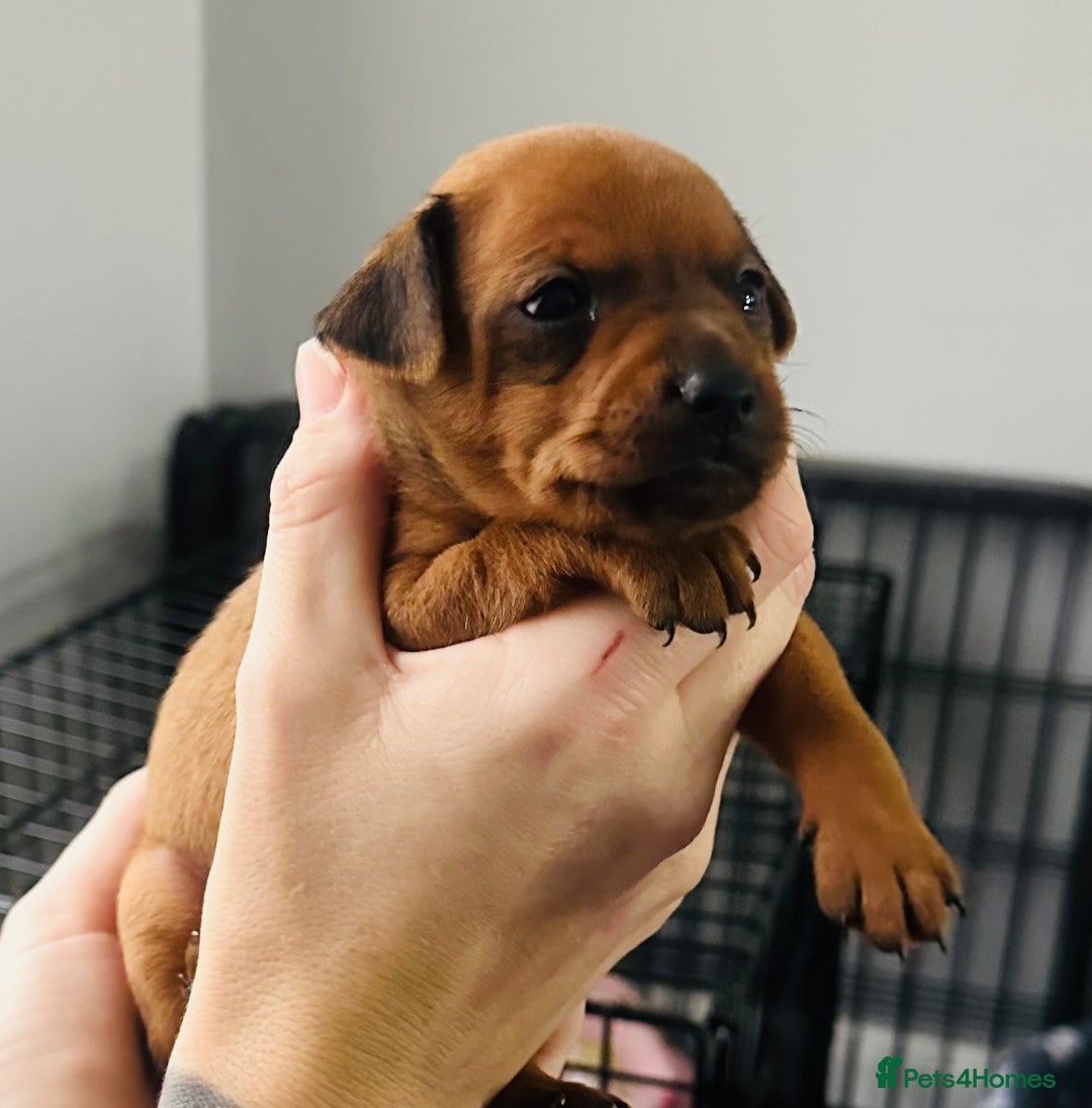 Miniature Pinscher dogs for sale: LAST PUP! Exceptional Miniature Pinscher Puppies - Image 1