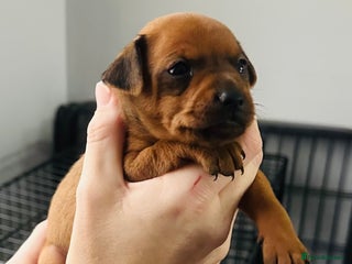 Miniature Pinscher dogs - Advert 1