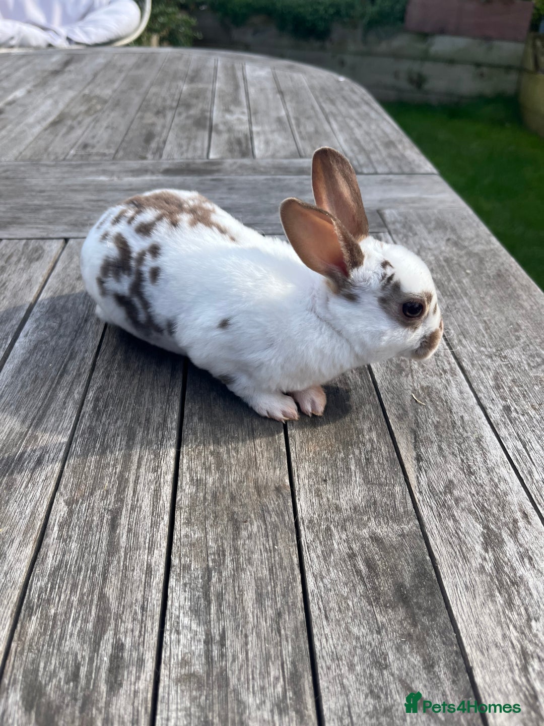 Rex rabbits for sale: Male Rex bunny - Advert 6