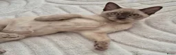 Burmese cats for sale: Purebred Burmese female 6mc, GCCF, TICA registered - Advert 8