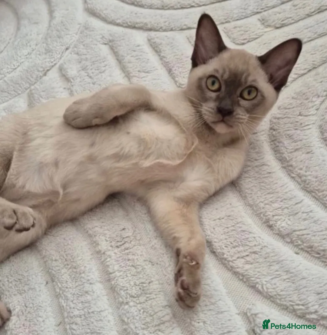 Burmese cats for sale: Purebred Burmese female 6mc, GCCF, TICA registered - Advert 8