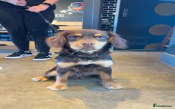 Mixed Breed dogs for sale: french x cocker spaniel - Image 3