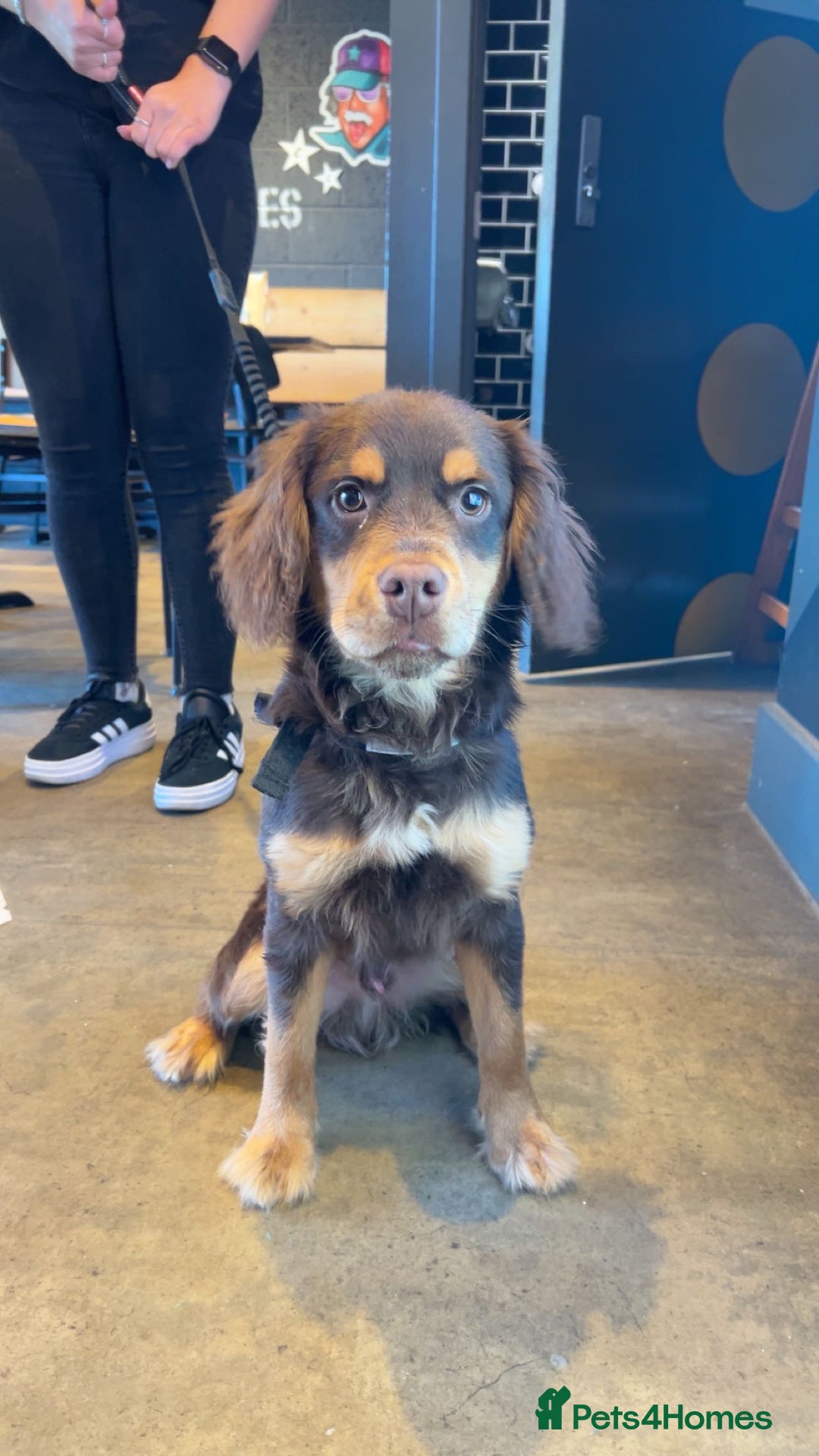 Mixed Breed dogs for sale: french x cocker spaniel - Image 3