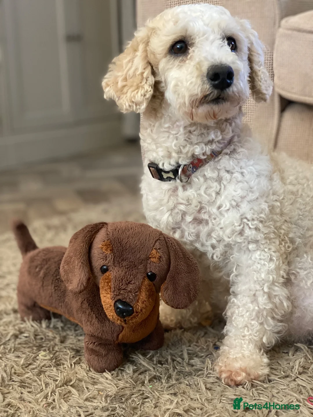 Maltipoo dogs for sale: Stunning Mini Maltipoos 🐾  - Advert 2