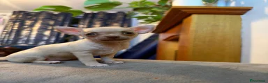 Chihuahua 1