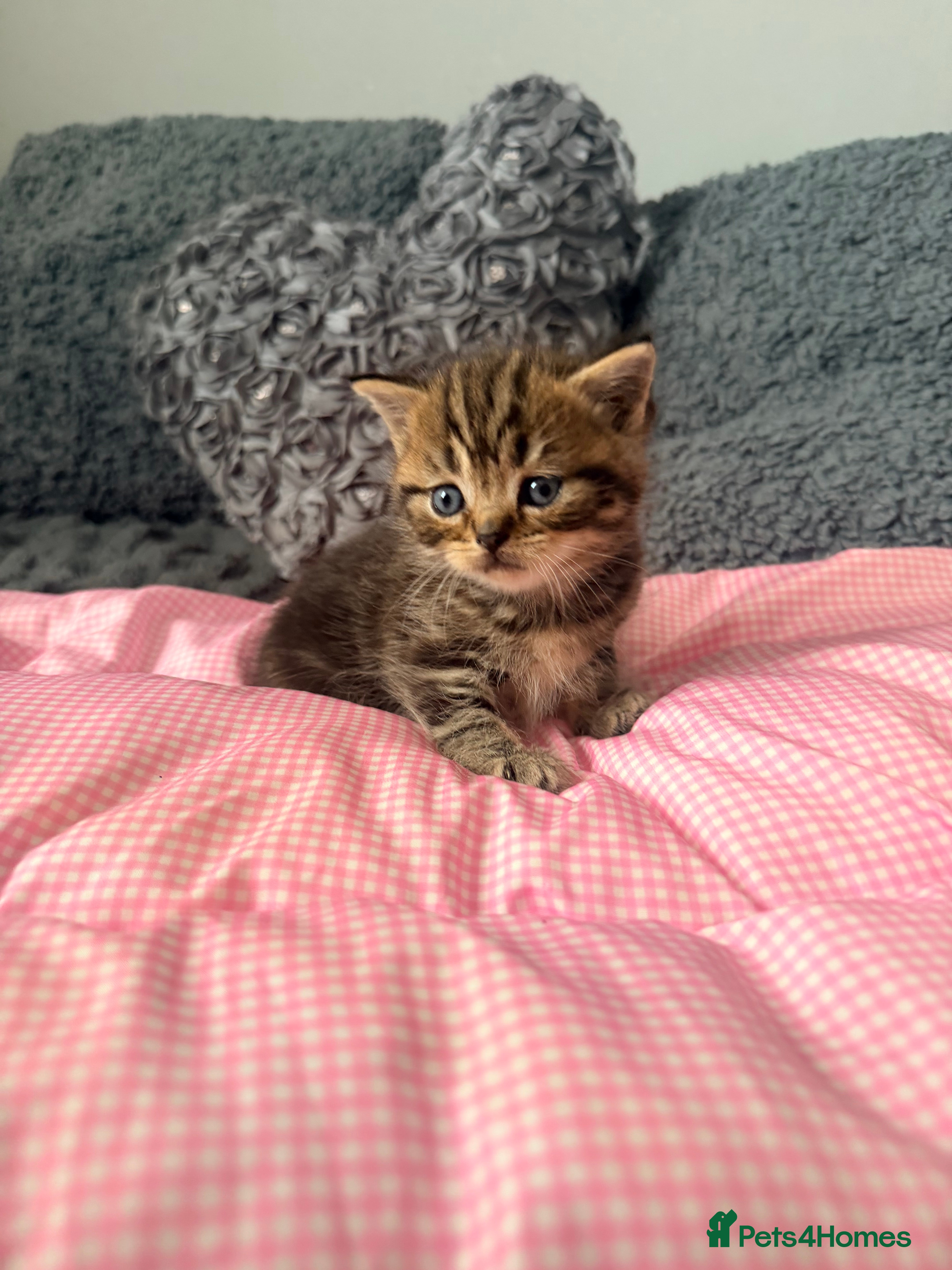 Scottish Fold cats 😘Luxury Scottish fold - Advert 2