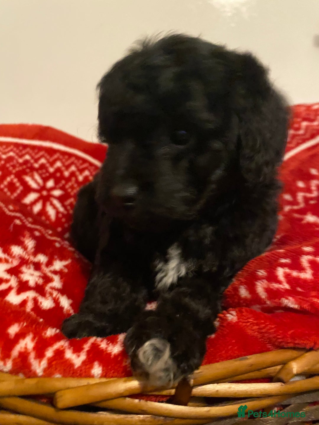 Toy Poodle dogs for sale: Reduced Remaining Toy poodle kc registered  - Advert 18